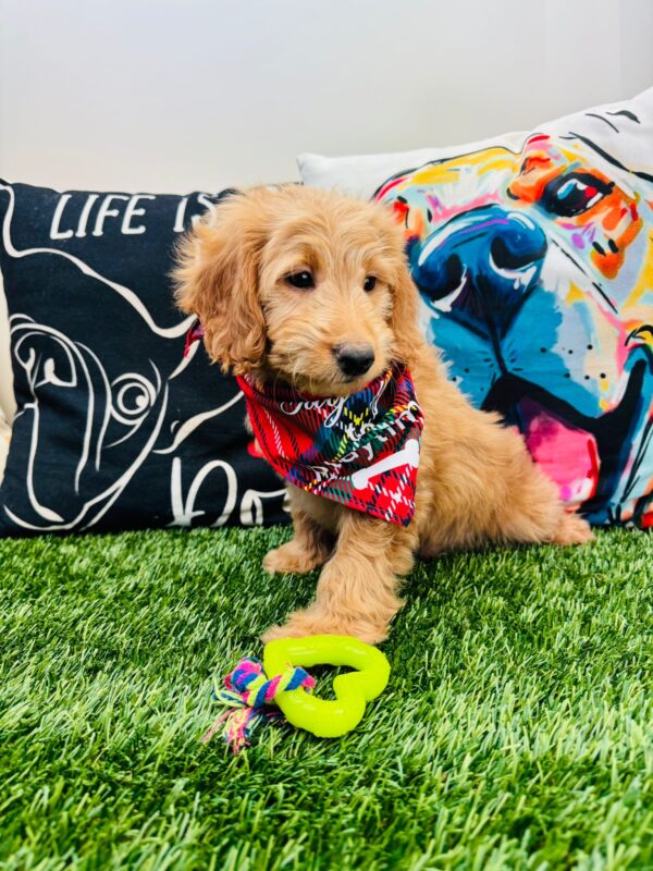 Borat Goldendoodle 01