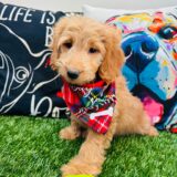 Borat Goldendoodle 03