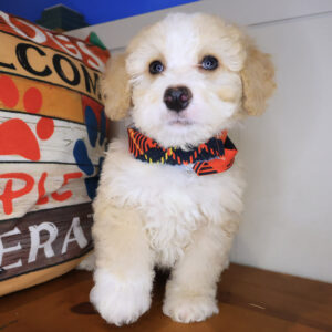 Brahma Bernedoodle 01