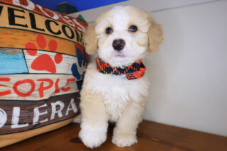 Brahma Bernedoodle 01