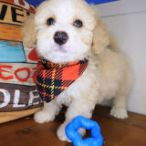Brahma Bernedoodle 03