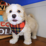 Brahma Bernedoodle 04
