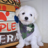 Bramwell Bichon Frise 01