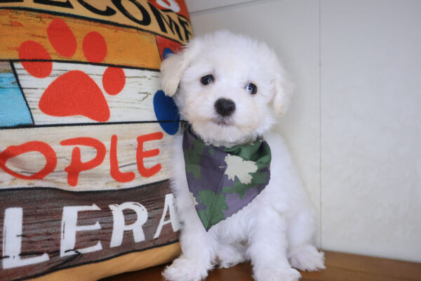 Bramwell Bichon Frise 01