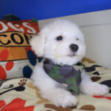 Bramwell Bichon Frise 03