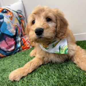 Brick Mini Goldendoodle 01