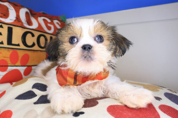 Brody Shih Tzu 01