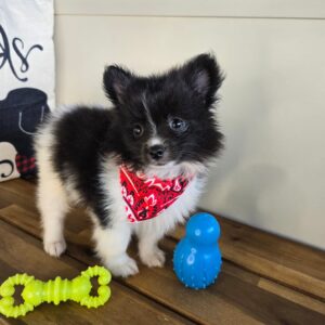 Brutus Pomeranian 01
