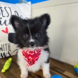 Brutus Pomeranian 04