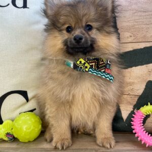 Bugsy Pomeranian 01