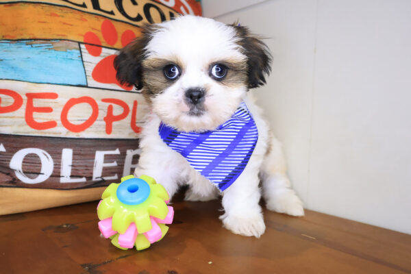Buster Shih Tzu 01