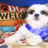 Buster Shih Tzu 02