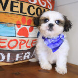 Buster Shih Tzu 03