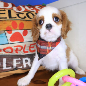 Canelo Cavalier King Charles 01