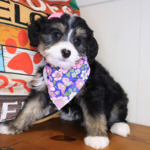 Cassie Bernedoodle 01