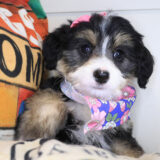 Cassie Bernedoodle 02