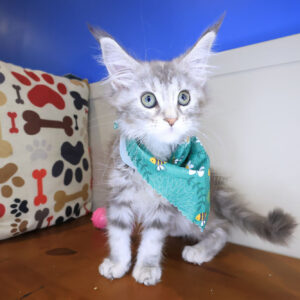 Celeste Maine Coon 01