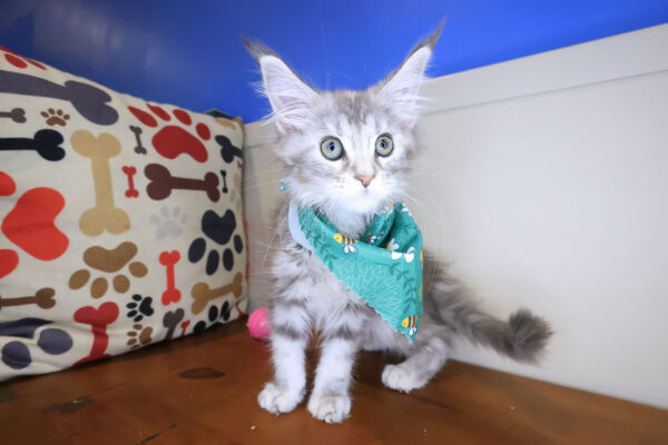 Celeste Maine Coon 01