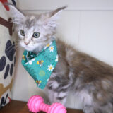 Celeste Maine Coon 02