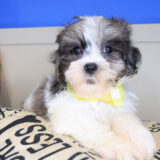 Chacho Shihpoo 01