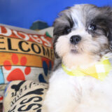 Chacho Shihpoo 03