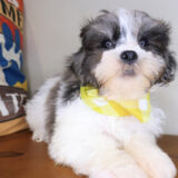 Chacho Shihpoo 04