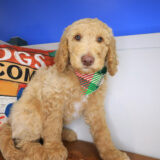 Chai Labradoodle 01