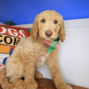 Chai Labradoodle 01