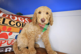 Chai Labradoodle 01