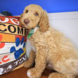 Chai Labradoodle 03