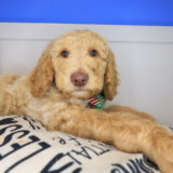 Chai Labradoodle 04