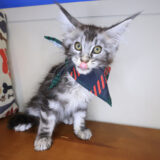 Charlie Maine Coon 02