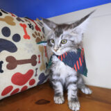 Charlie Maine Coon 03