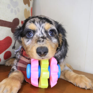 Charmin Dachshund 01