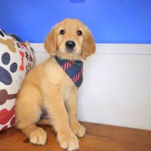 Chewbacca Golden Retriever 01