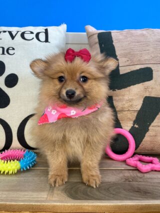 Chili Pomeranian 01