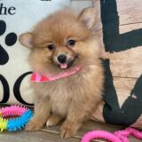 Chili Pomeranian 02