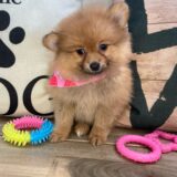 Chili Pomeranian 03