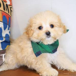 Chip Maltipoo 01