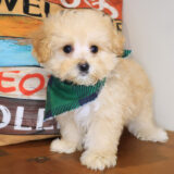 Chip Maltipoo 02