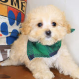 Chip Maltipoo 04