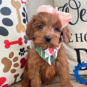 Contrail Mini Goldendoodle 01
