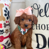 Contrail Mini Goldendoodle 04