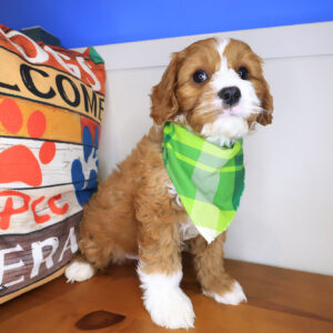 Cooper Cavapoo 01