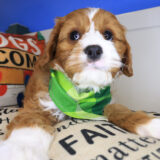 Cooper Cavapoo 02