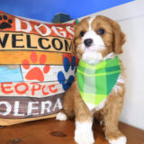 Cooper Cavapoo 04