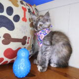Cosmos Maine Coon 01