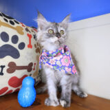 Cosmos Maine Coon 02