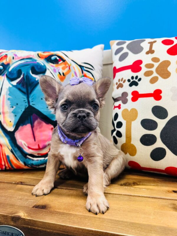 Cressida French Bulldog 01