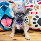 Cressida French Bulldog 04